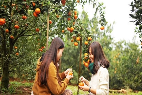 Bạn có thể ăn trái cây thỏa thích ngay tại vườn