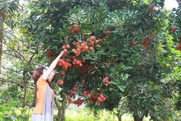 Những cây chôm chôm trĩu quả tại Vườn trái cây Long Khánh