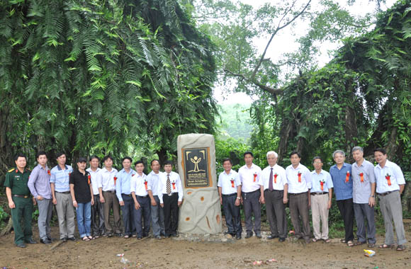 Cây sanh Hòa Bình 