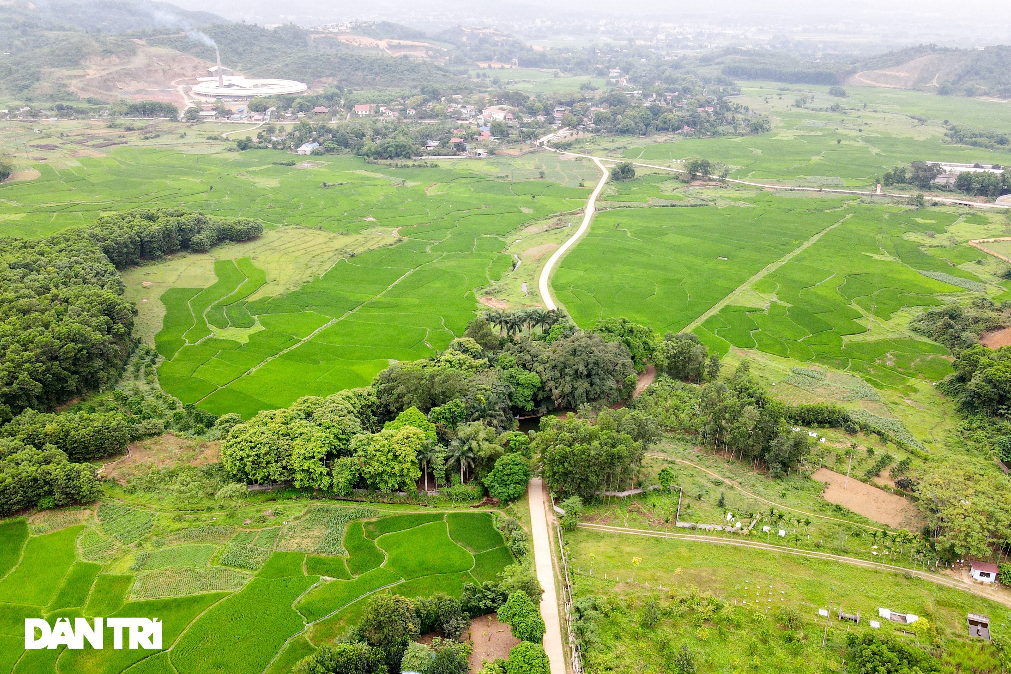 Cây Sanh Hòa Bình 