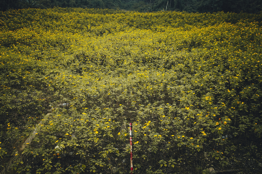 Hoa dã quỳ nở vàng cả miền núi khiến vườn Quốc gia Ba Vì là điểm thu hút du khách. Nguồn: Ngũ Trường